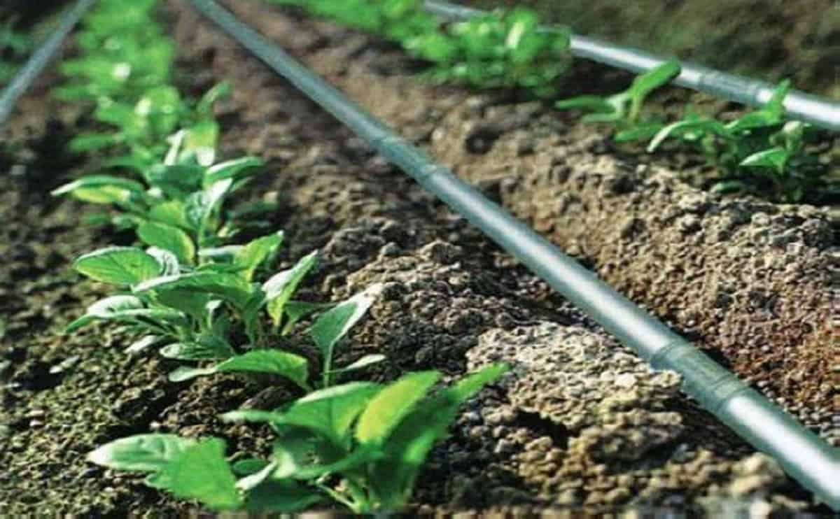 Drip Irrigation Pipe Price In Bangalore Drip pipe - 16mm drip irrigation pipe price - Drip irrigation pipe
